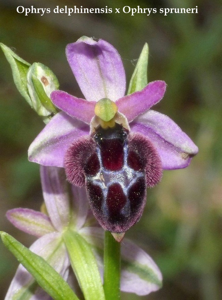 Grecia 23_25 aprile 2016  un fine settimana tra le orchidee.